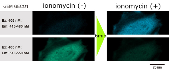 Example Live Cell Imaging Fluidic System