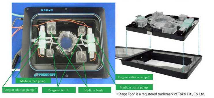 Stage Top Live Cell Imaging fluidic system